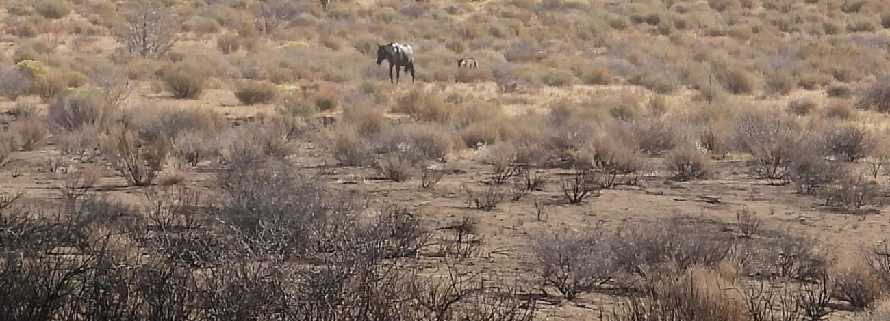 Horses in sagebrush range with burned area in foreground