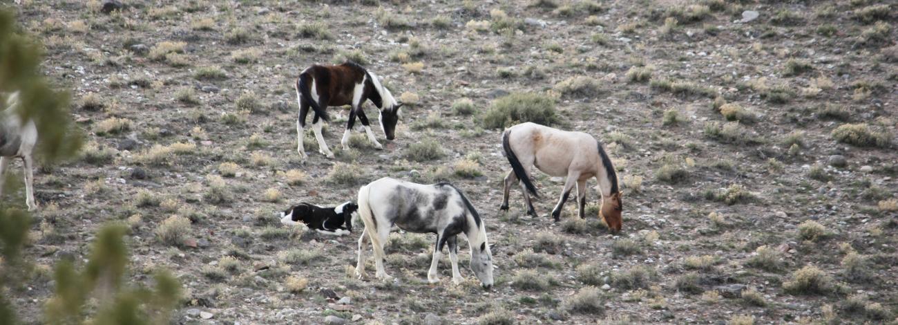A group of wild horses grazing on public rangelands. 
