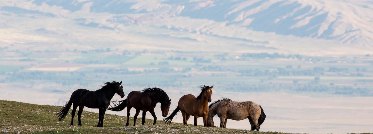 Four horses on a grassy hill with snowy mountains in distance