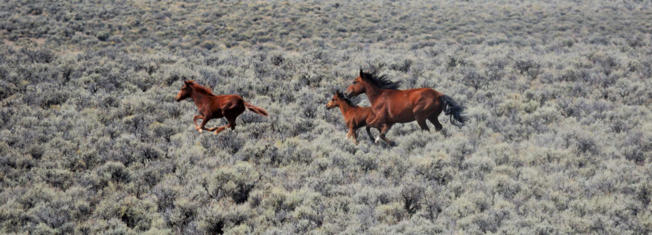 Wild horses running in sagebrush.