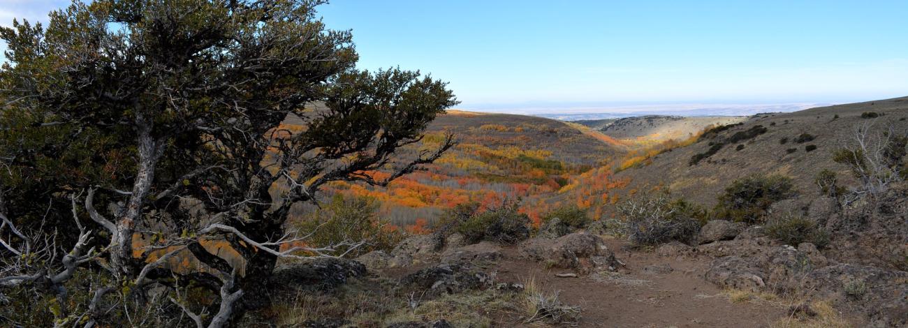 Autumn Steens landscape with a juniper tree overlooking a valley of colorful foliage.