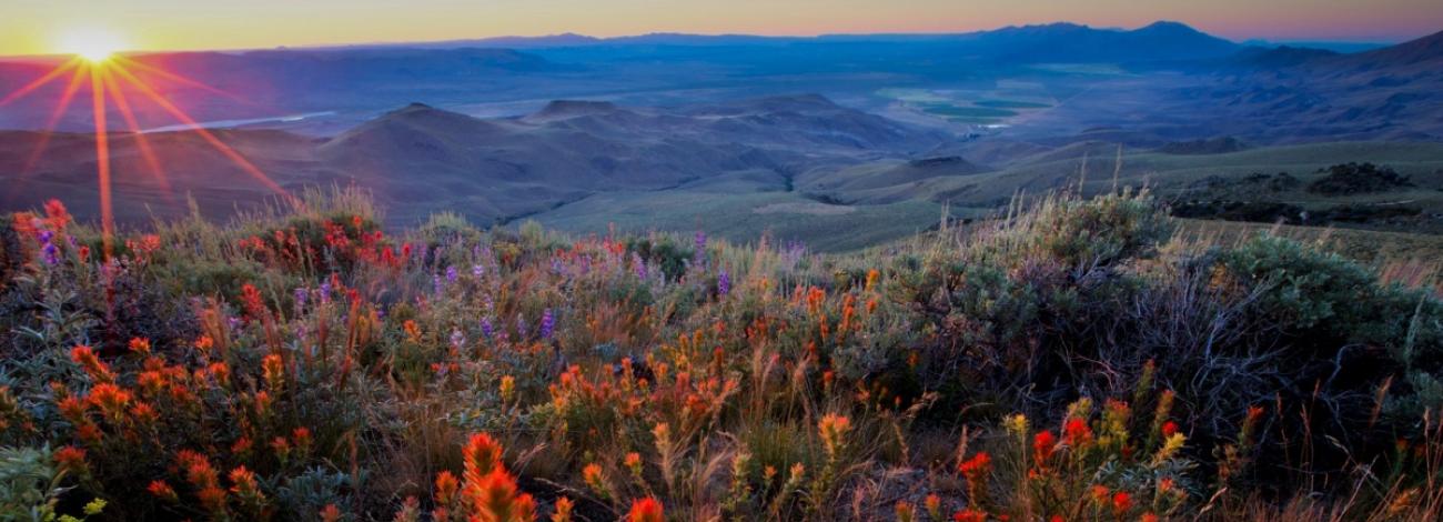 Wildflowers on hill top over looking rolling hills below at sunset.