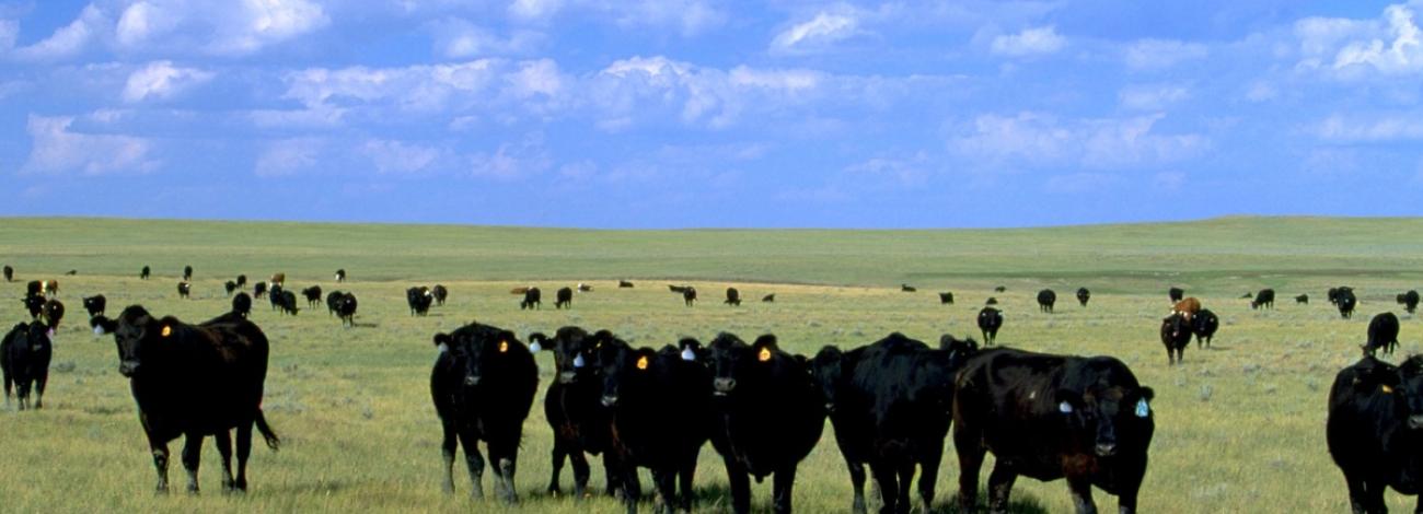 Herd of Black angus cows in a field