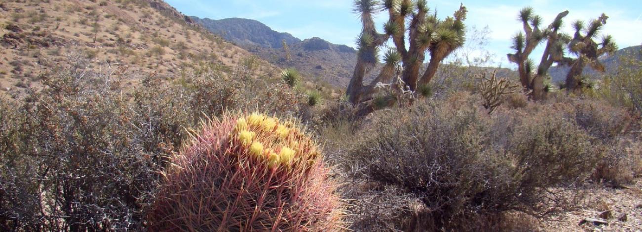 Picture of plants native to Nevada