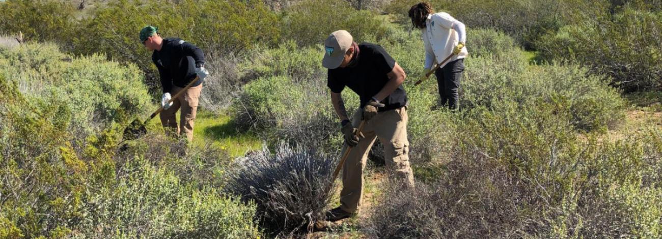 Several people work on a weed treatment.