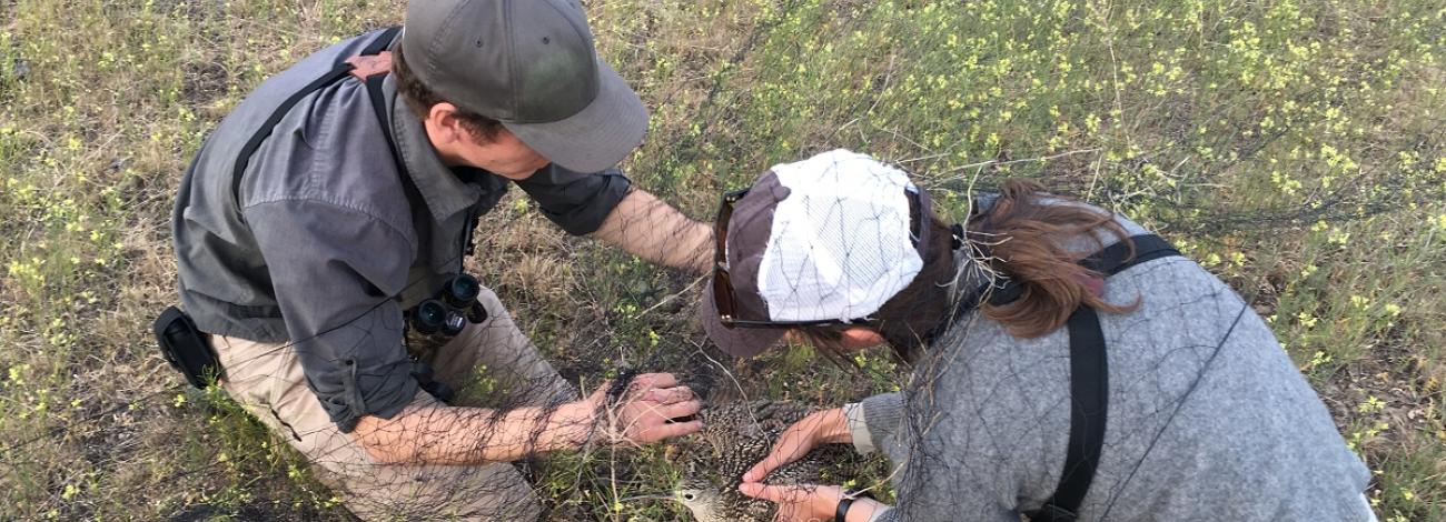 Two researchers netting Long-Billed Curlews in Morley Nelson Snake River Birds of Prey NCA. Their research will provide information on migration and habitat use. Photo by the Intermountain Bird Observatory.