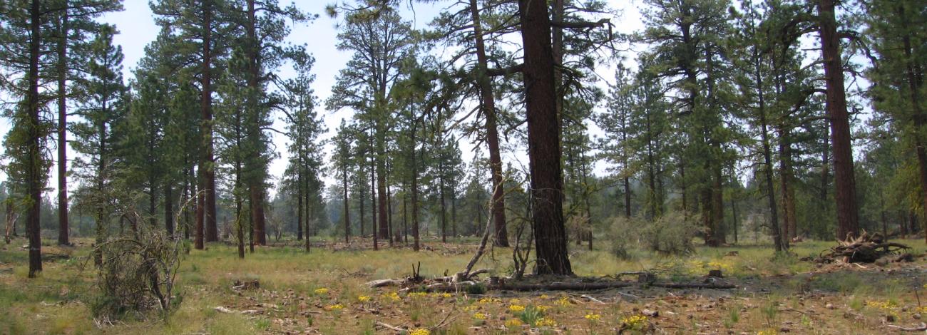 An old-growth forest in BLM California's Eagle Lake Field Office. Photo by retired BLM forester Don Dockery