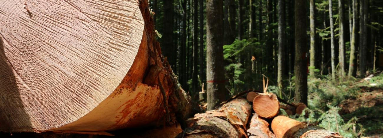 logs cut down in a forest