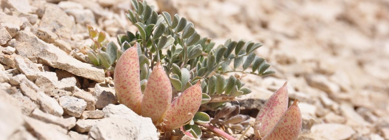 Astragalus chamaeleuce. Photo by Peter Gordon.