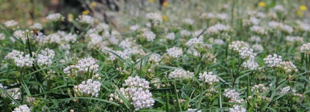 a close-up of a field of white wildflowers and elliptical green leaves poking up.