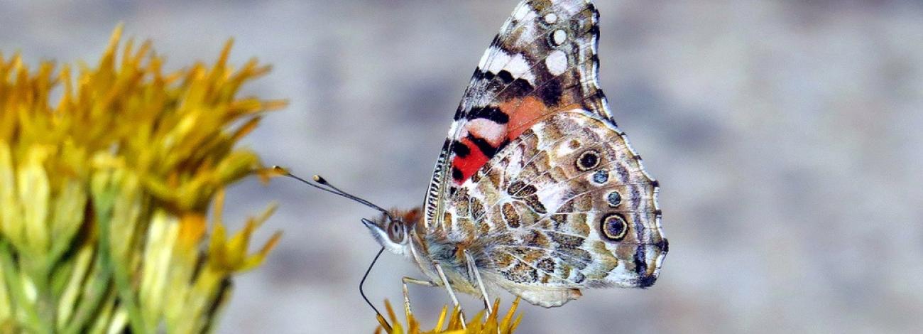 Painted Lady sipping nectar from a Rabbitbrush flower