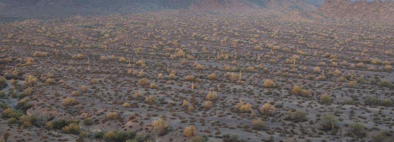a large open expanse of desert looking down from above. Desert is peppered with trees and saguaros and mountains are in the background.