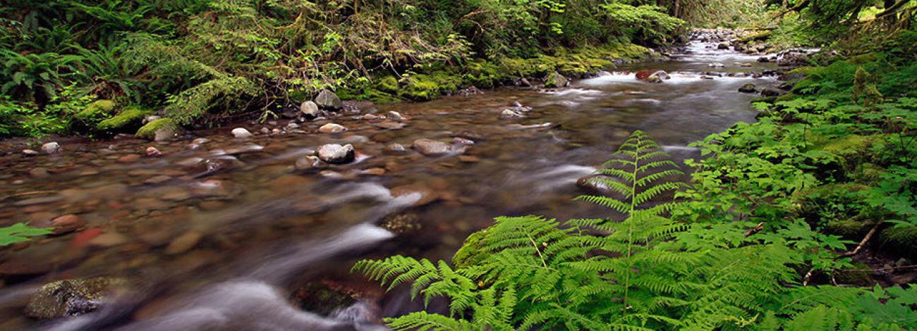 photo of flowing river with ferns and other greenery