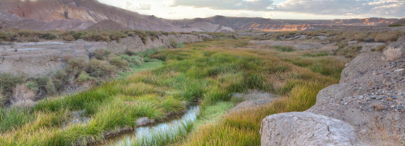 Lush green grass grows near a river in a desert area.  Photo by Bob Wick, BLM.