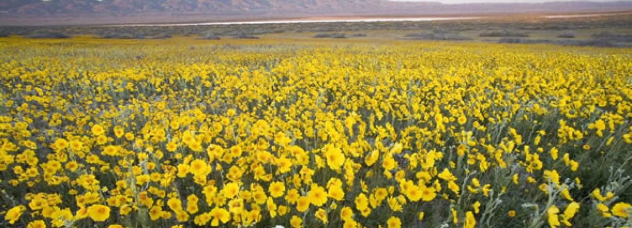 Wildflowers blanket a valley with a lake in the center and mountains in the background. (Bob Wick/BLM)