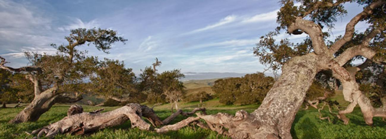 Coast live oaks dot ridge tops above Salinas Valley. (Bob Wick/BLM)