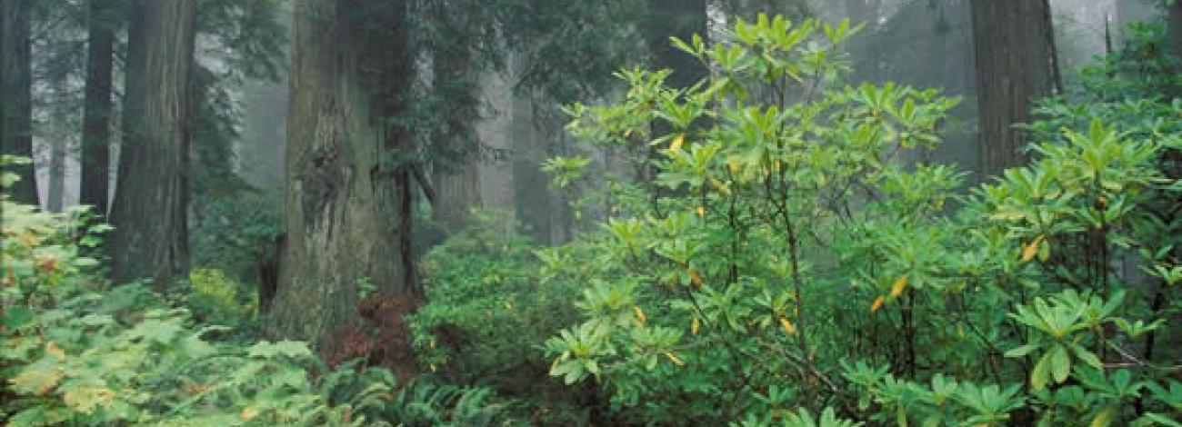 A forest floor is covered with ferns and bushes near tall tree trunks. (BLM Photo)