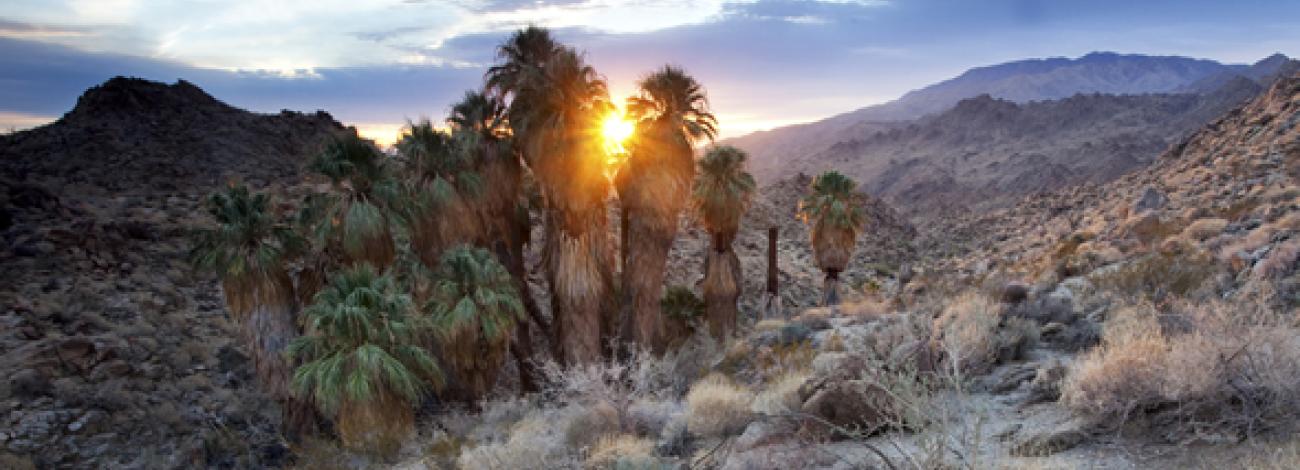 The sun peaks through palm trees on a high desert mountain side. (Bob Wick/BLM)