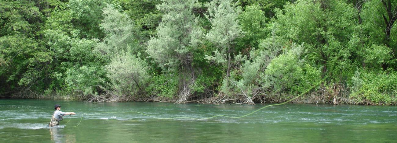 An angler tries his luck fly fishing on the Trinity Wild and Scenic River.  Photo by BLM.