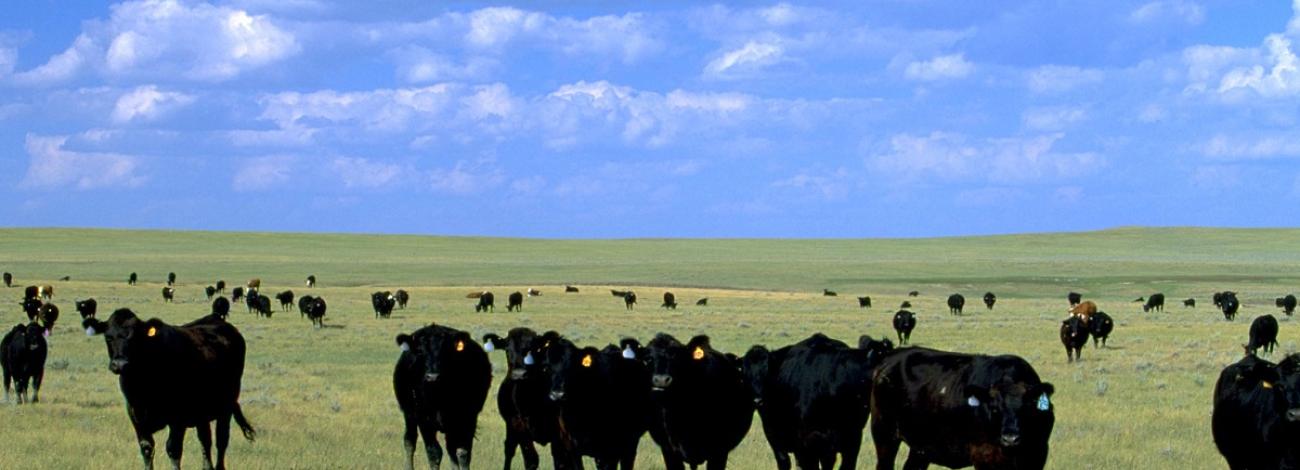 Nine cows up front facing forward with many more cows dotting the field in the background