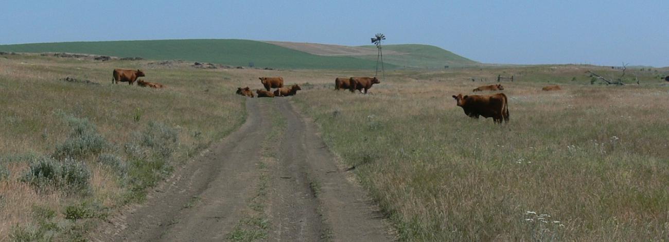 photo of cattle on the range