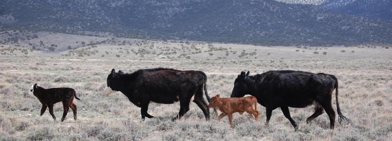 Cattle grazing on public lands.
