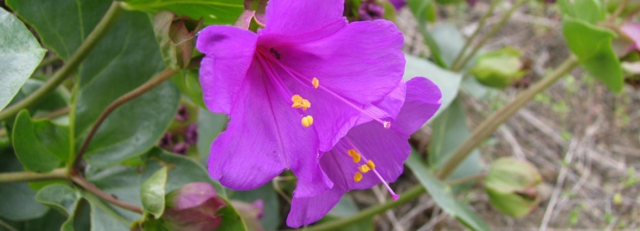 MacFarlane's Four-O'clock flower