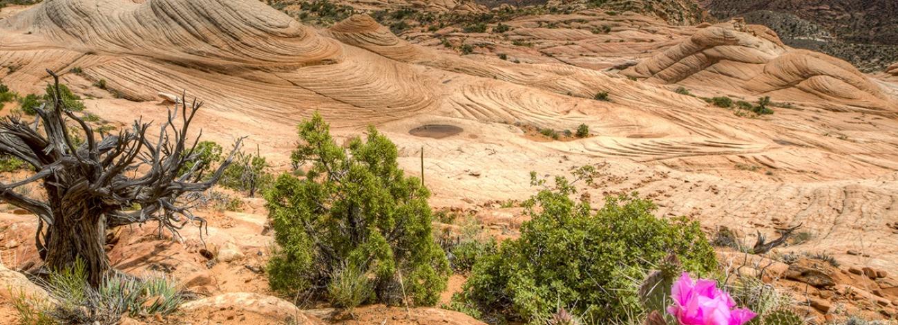 A cactus sits on a ridge in the Red Cliffs NCA. 