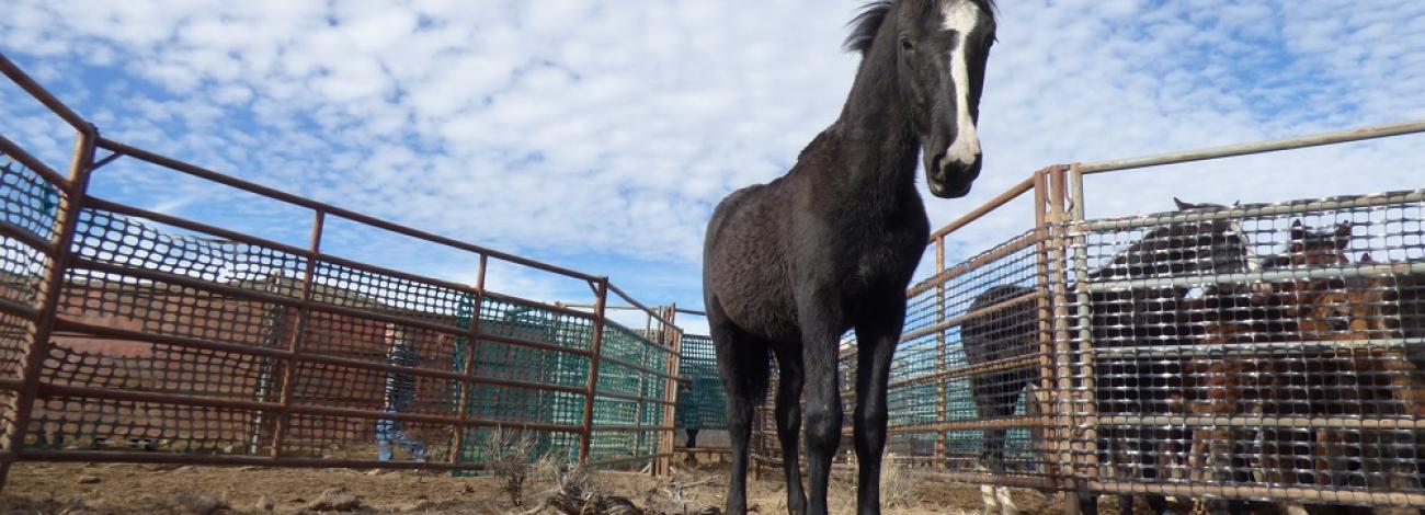 An Oregon wild horse in the temporary corrals.