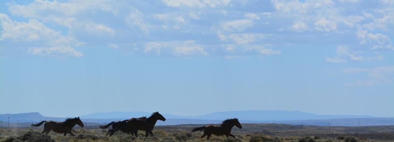 Three horses running on range