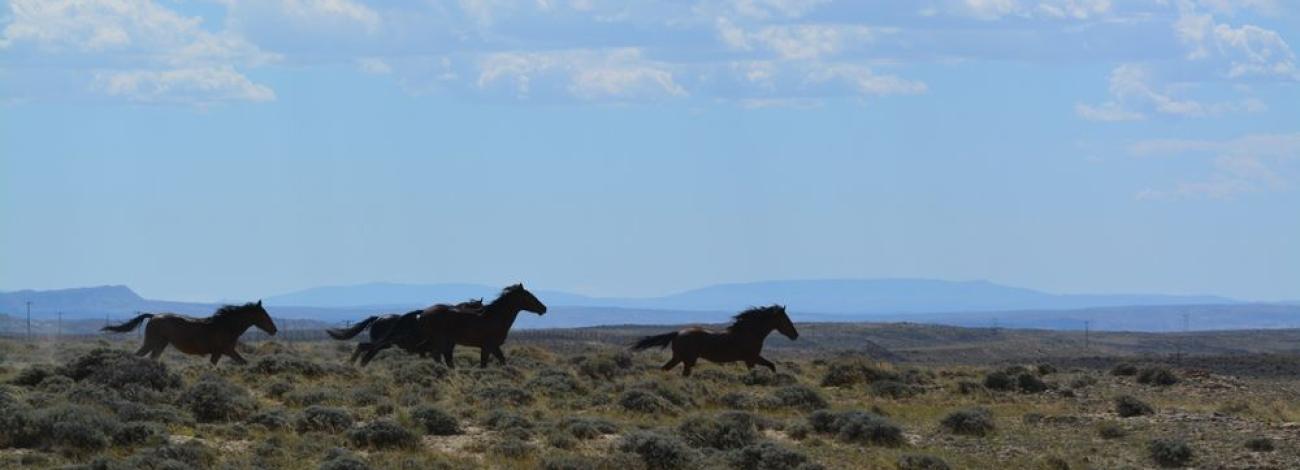 Three horses running on range
