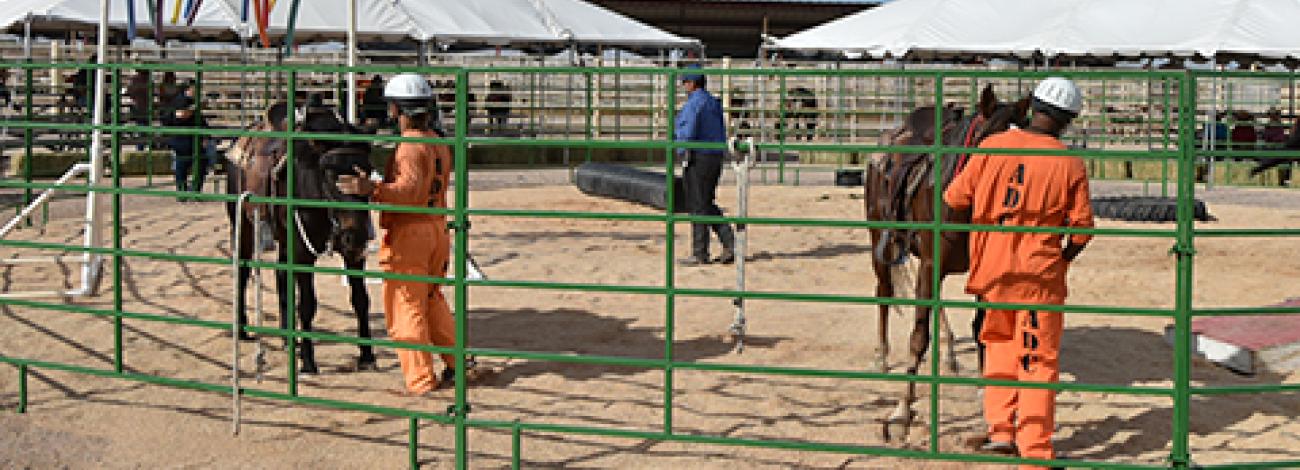 inmates wearing orange jumpsuits work with horses in a corral