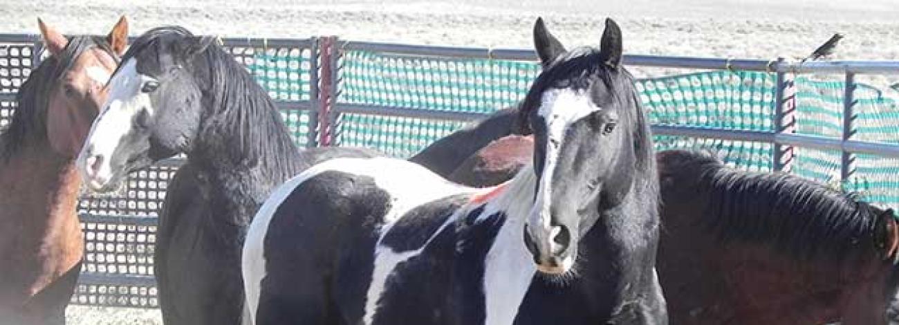 wild horses in a corral