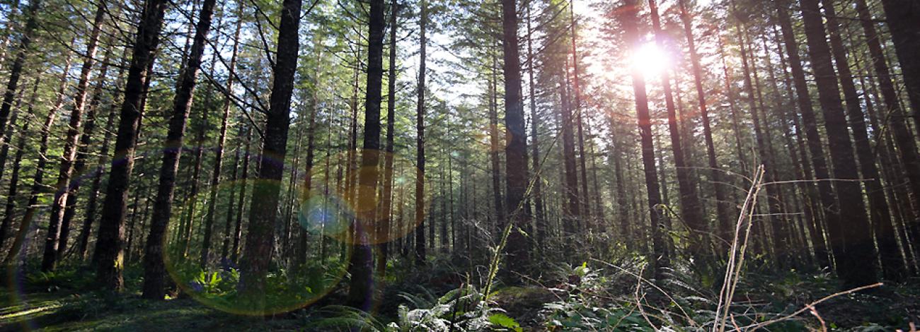 Forest of the Cascade Mountains in Oregon