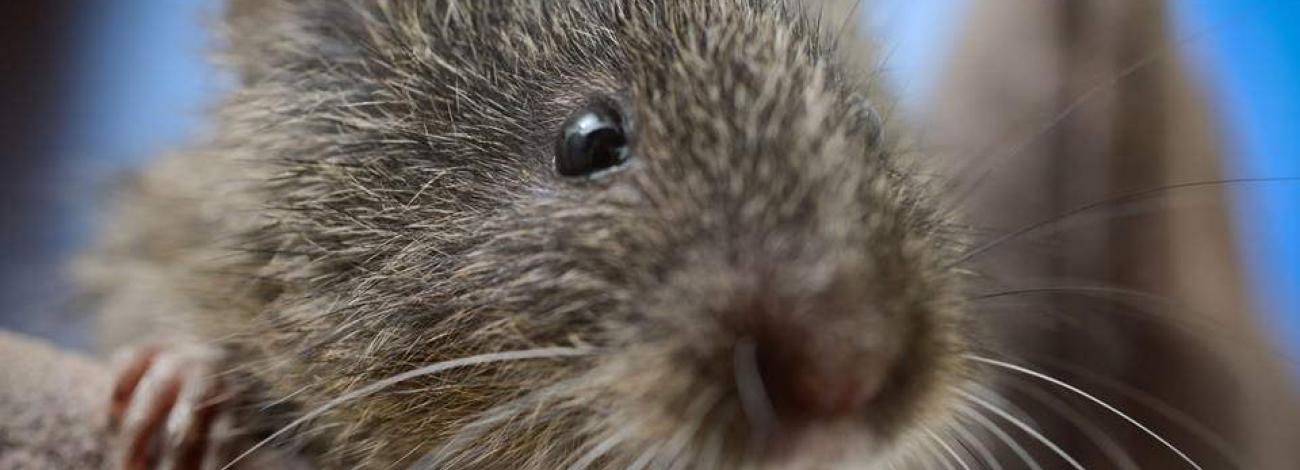  Amargosa vole on branch in California