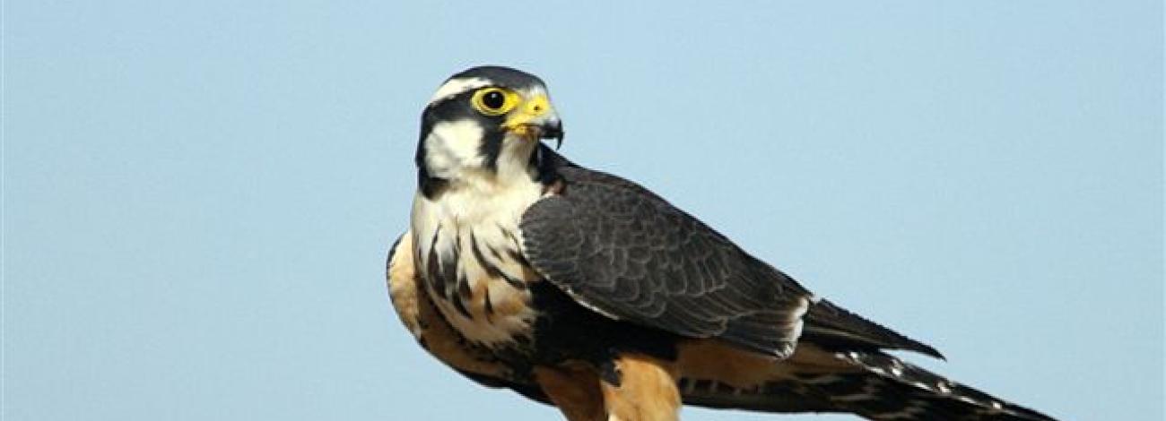 Aplomado falcon on a fence post