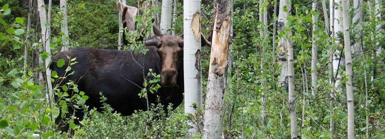 moose