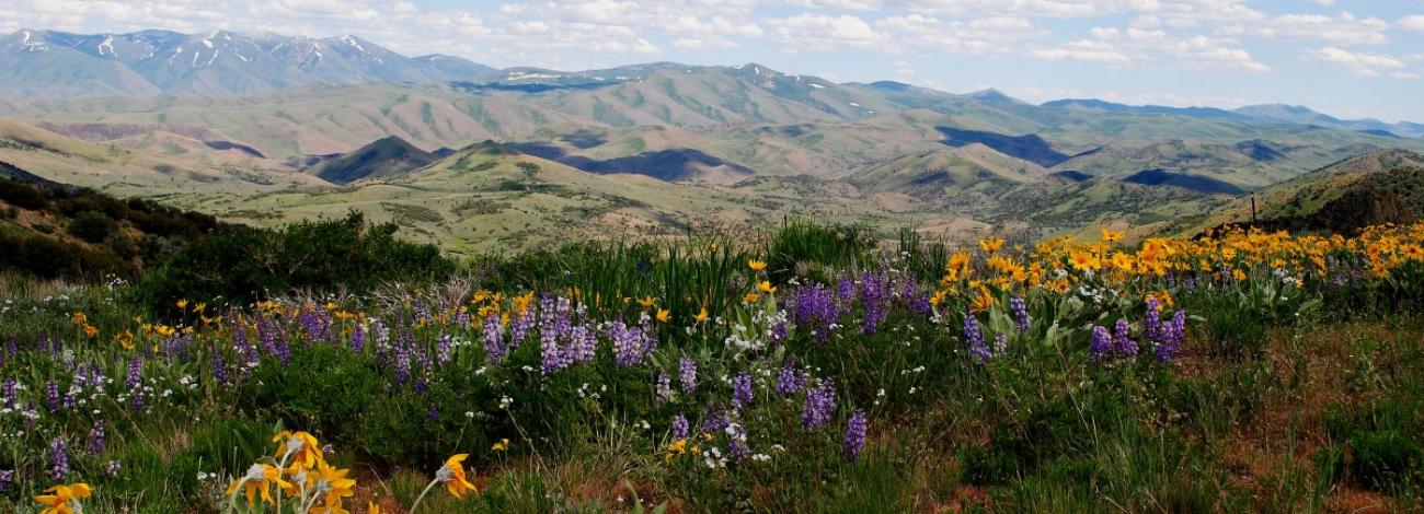 Wildflowers grow in a meadow in front of the mountains at the Sunflower Flats in BLM Elko District