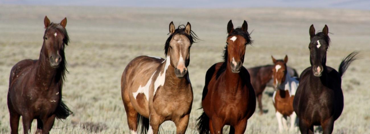 wild horse scenic tour