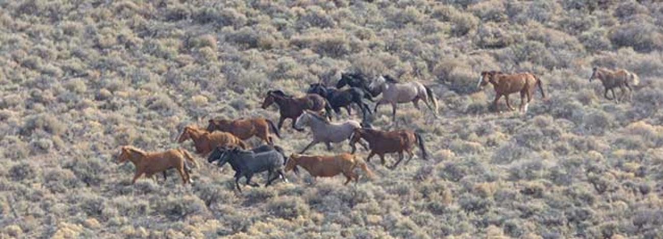 photo of wild horses and burros on the range