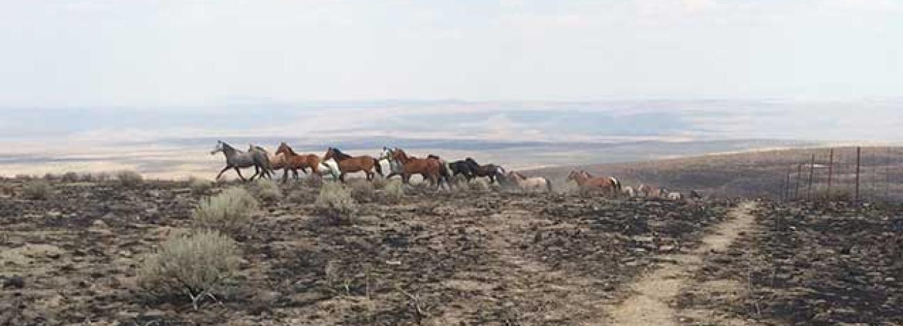 photo of wild horses and burros on the range
