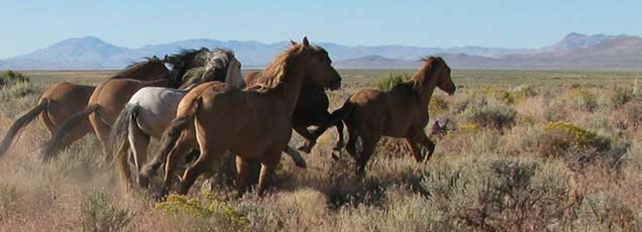 photo of wild horses and burros on the range