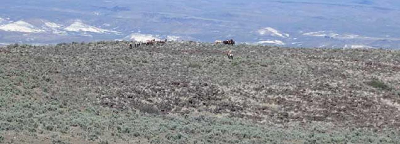 photo of wild horses and burros on the range