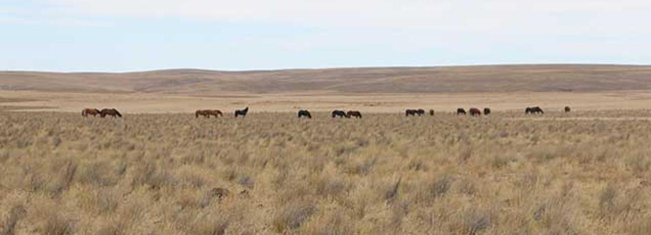 photo of wild horses and burros on the range