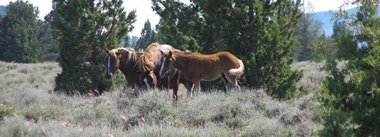 photo of wild horses and burros on the range
