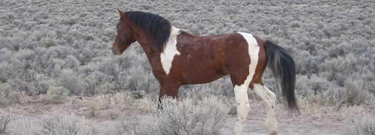 photo of wild horses and burros on the range