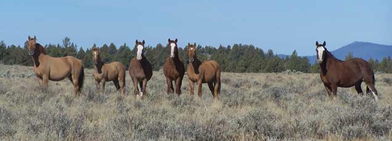 photo of wild horses and burros on the range