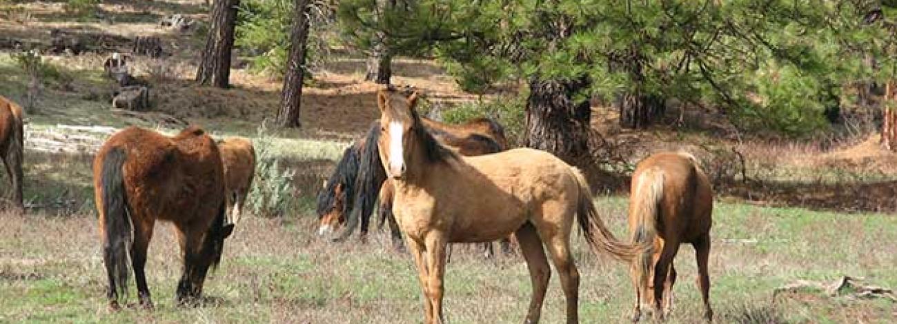 photo of wild horses and burros on the range