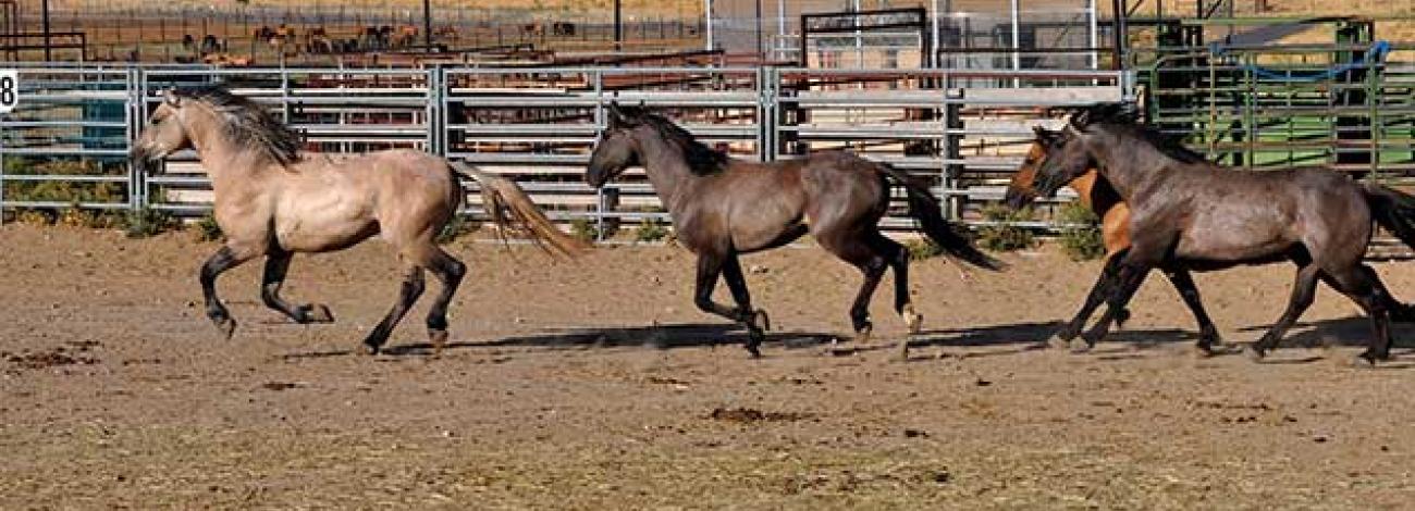 photo of wild horses and burros on the range