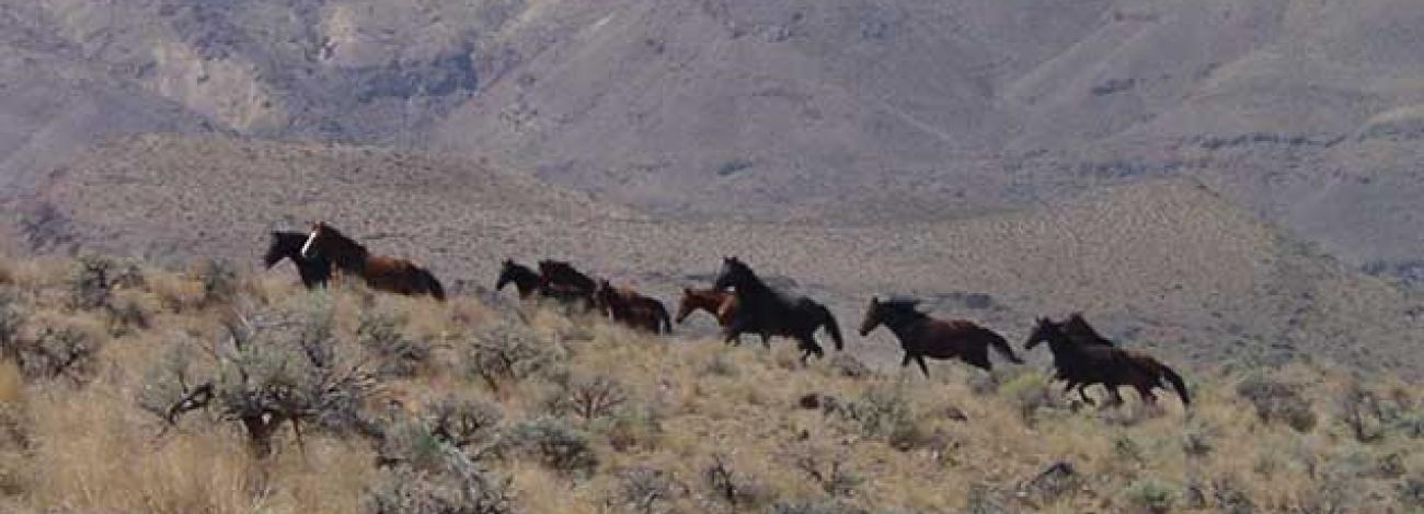 photo of wild horses and burros on the range